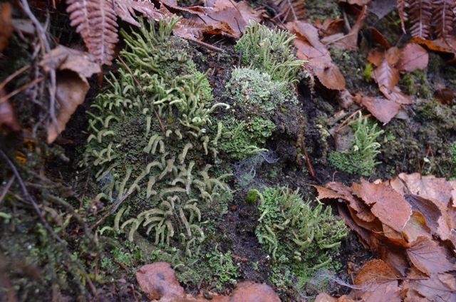 2011 12 A la découverte des lichens 10